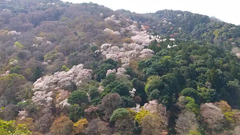 嵐山公園亀岡地区の展望所からの景色（桜の季節）2