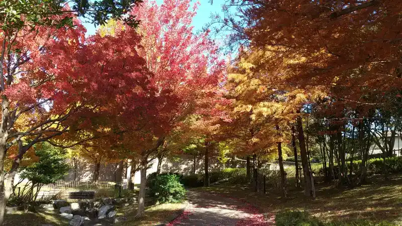 桂坂公園の紅葉