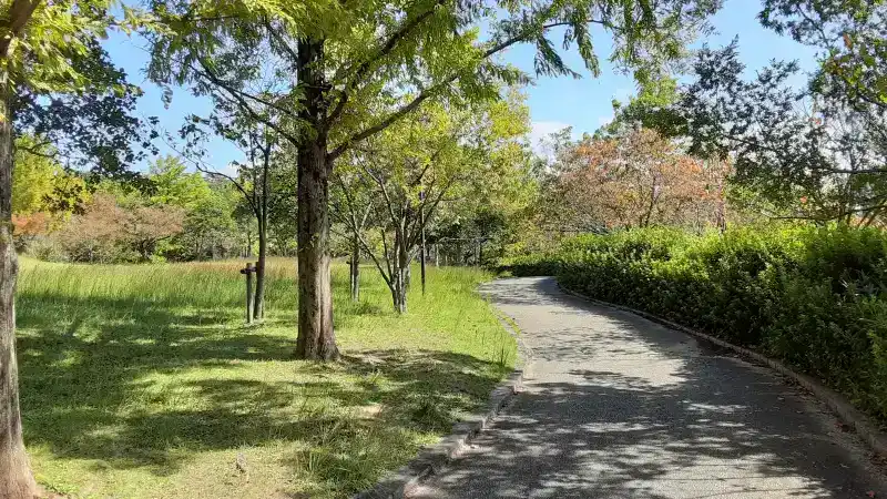 桂坂公園の散歩道