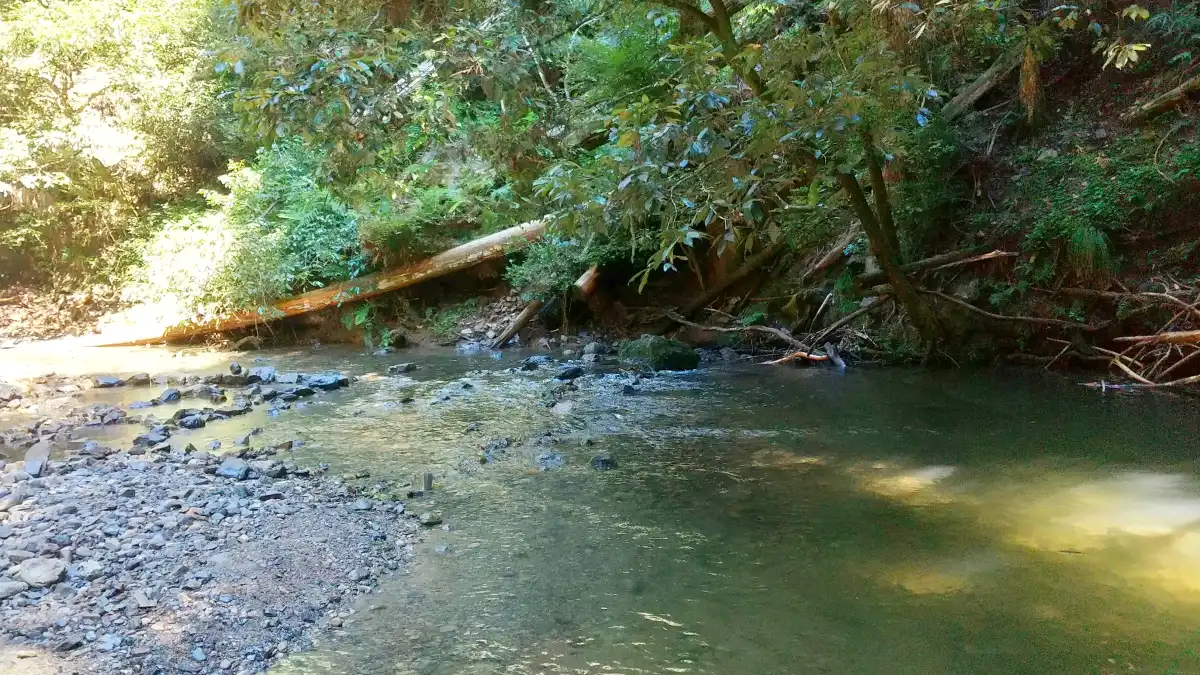 自然に囲まれた松尾谷の川で水遊びをする 髭犬のサイト