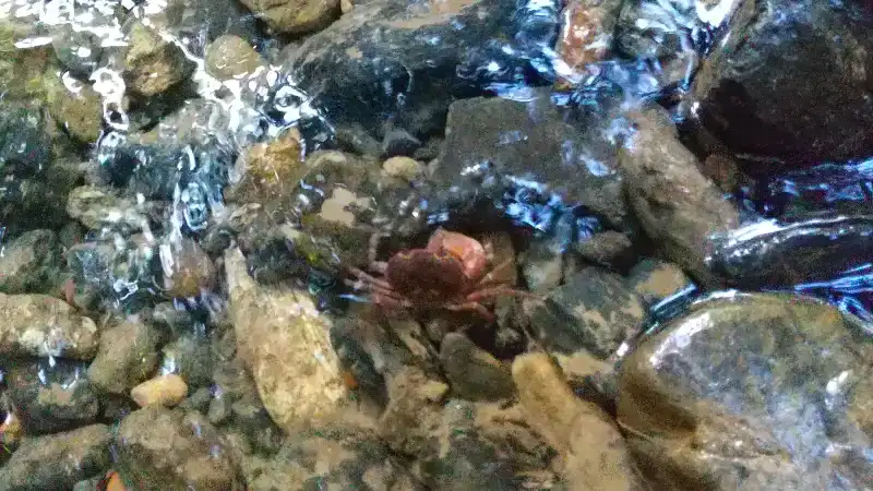 松尾谷の蟹