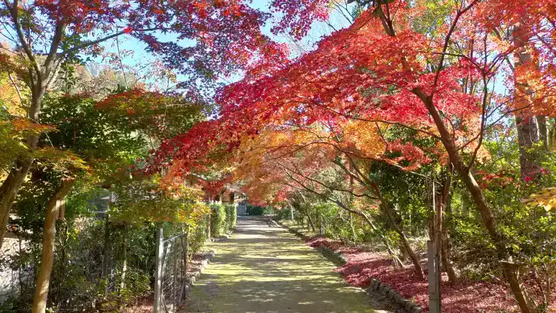 桂坂野鳥遊園の紅葉1