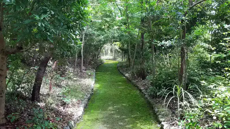 桂坂野鳥遊園内の苔道